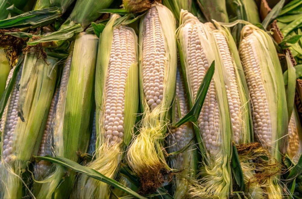 Corn on the Cob, Meck's Produce, Central Market, Lancaster, PA © 2018 Patty Hankins