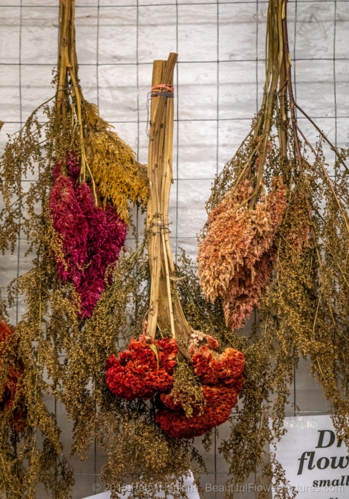 Dried Flowers, Central Market, Lancaster, PA © 2018 Patty Hankins