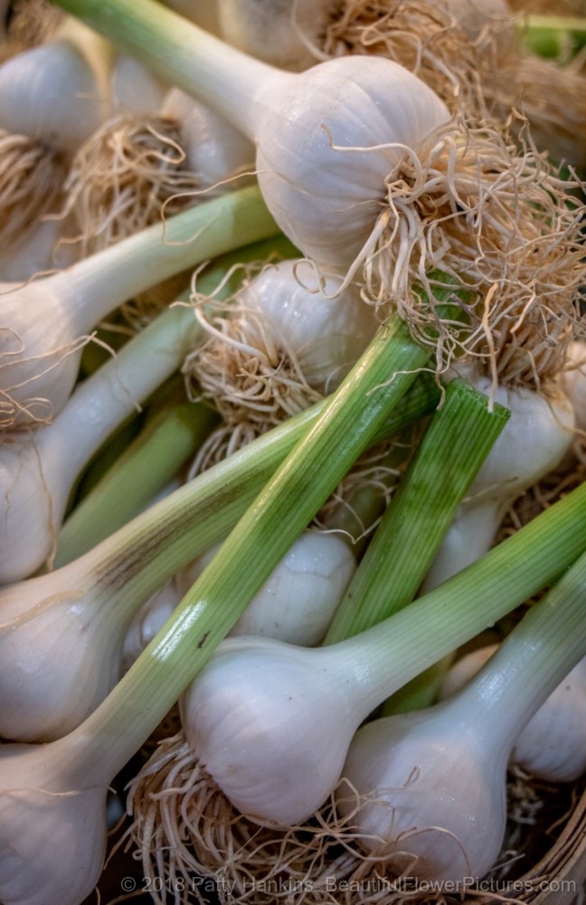 Onions, Central Market, Lancaster, PA © 2018 Patty Hankins