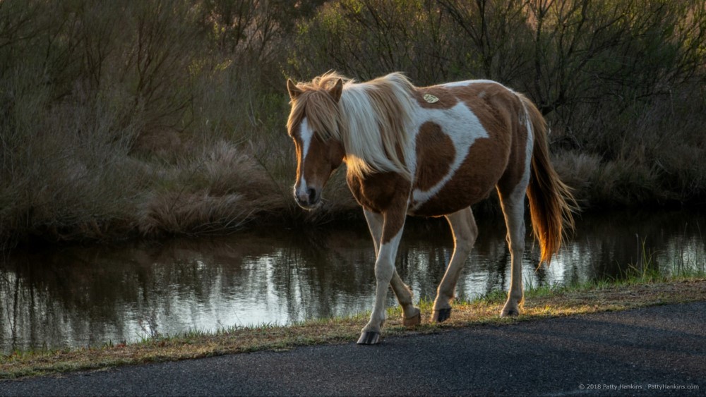 Pony, Chincoteague NWR © 2018 Patty Hankins