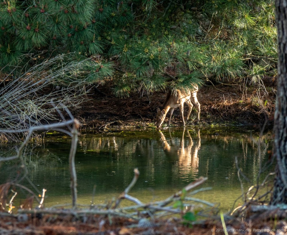 Sika Deer, Chincoteague NWR © 2018 Patty Hankins