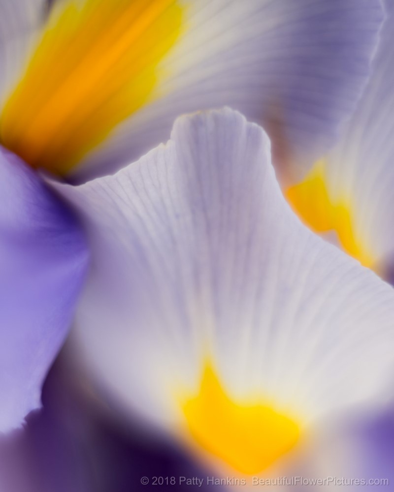 Lavender Siberian Iris Petals © 2018 Patty Hankins 
