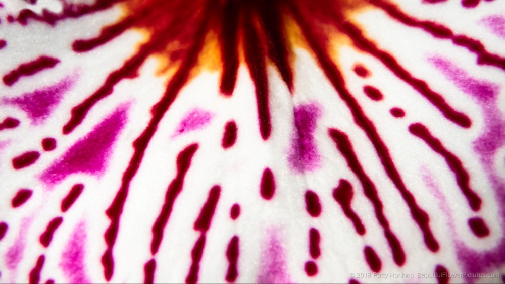 Miltonia Orchid Abstract © 2018 Patty Hankins
