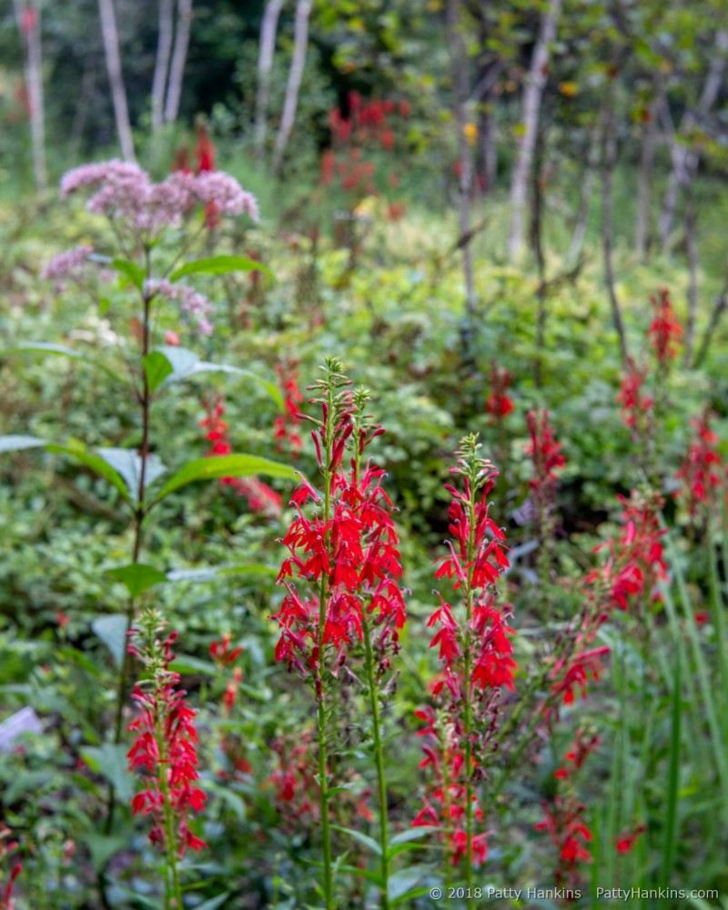 Cardinal Flowers in the Woods © 2018 Patty Hankins