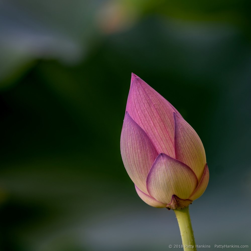 Lotus Blossom © 2018 Patty Hankins