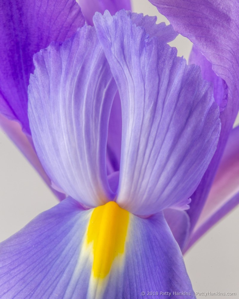 Siberian Iris © 2018 Patty Hankins