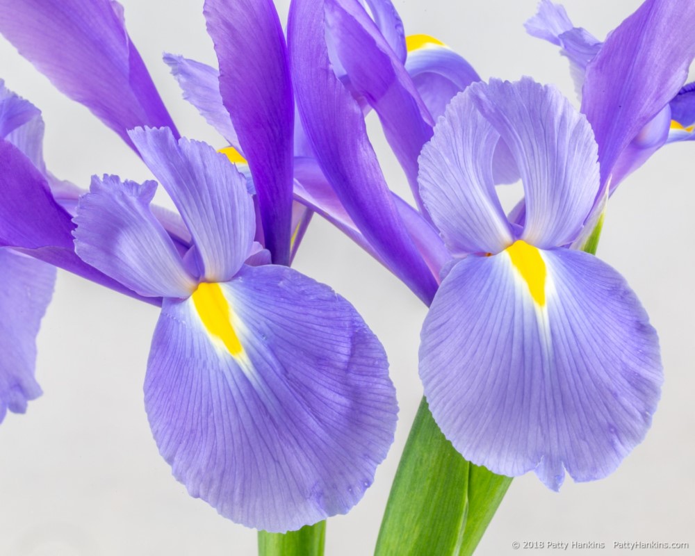 Siberian Irises © 2018 Patty Hankins