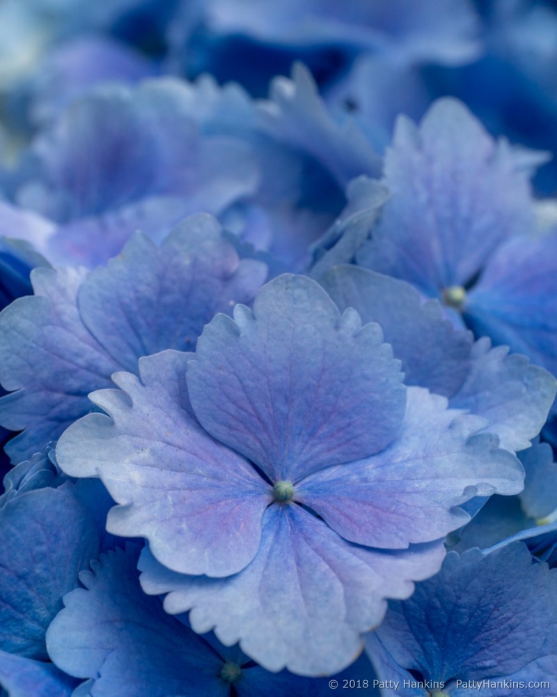 Blue Hydrangeas © 2018 Patty Hankins