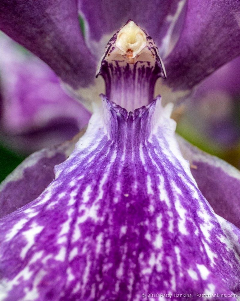 Orchid © 2018 Patty Hankins