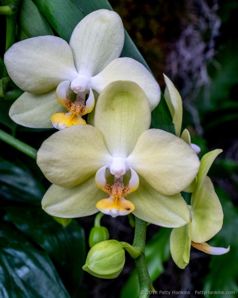 Dendrobium Orchid © 2018 Patty Hankins
