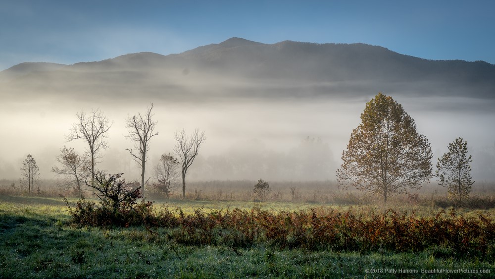 Trees in the Mist, Cades Cove, Great Smoky Mountains National Park © 2018 Patty Hankins