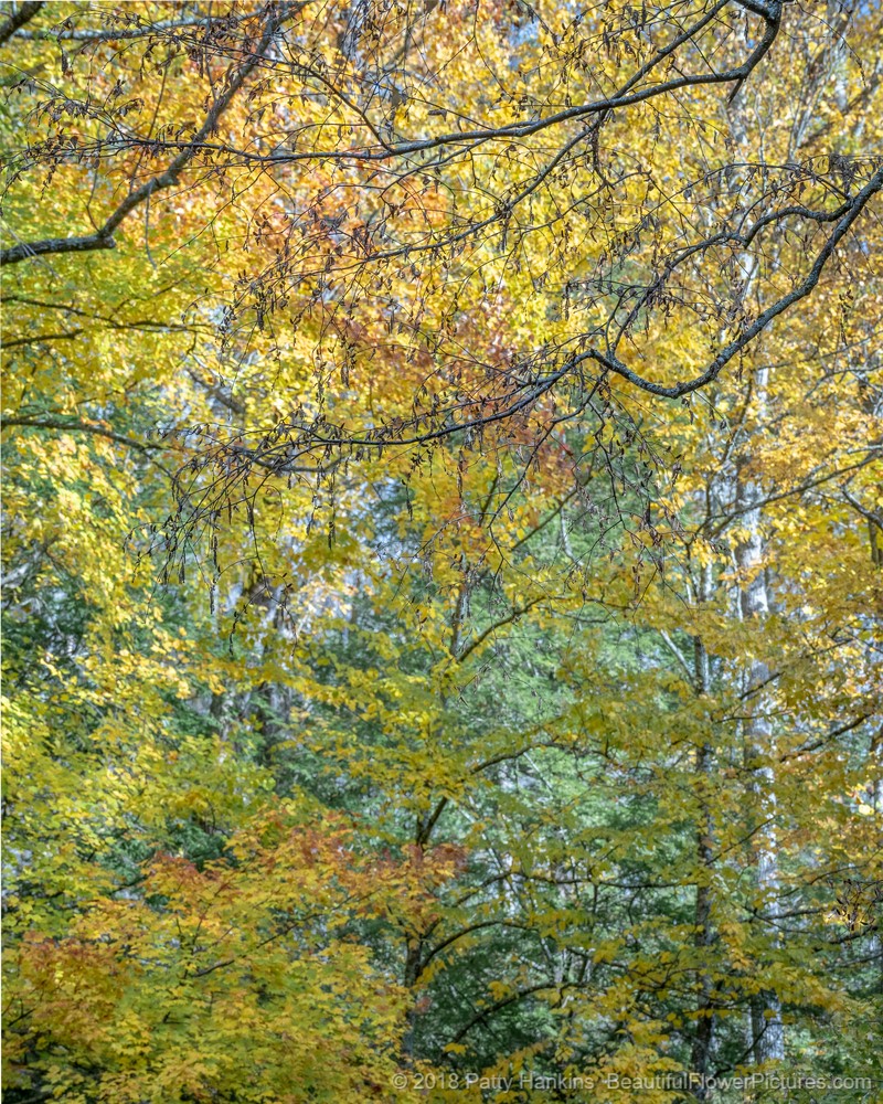 Fall Color in the Great Smoky Mountains National Park © 2018 Patty Hankins