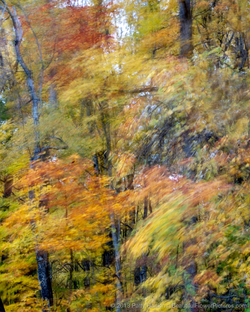 Fall Color in the Great Smoky Mountains National Park © 2018 Patty Hankins