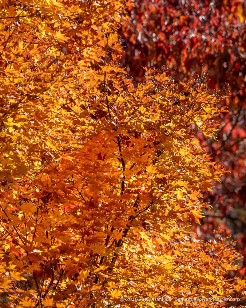 Fall Color at the North Carolina Arboreatum © 2018 Patty Hankins