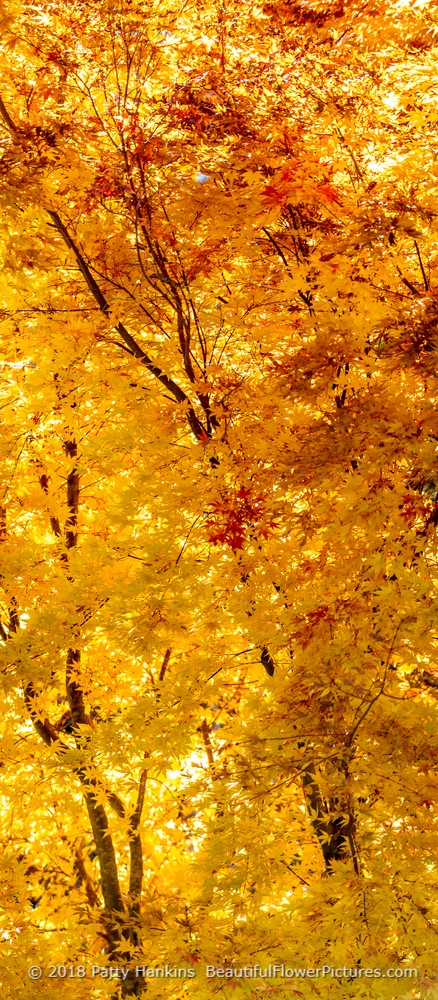 Fall Color at the North Carolina Arboreatum © 2018 Patty Hankins