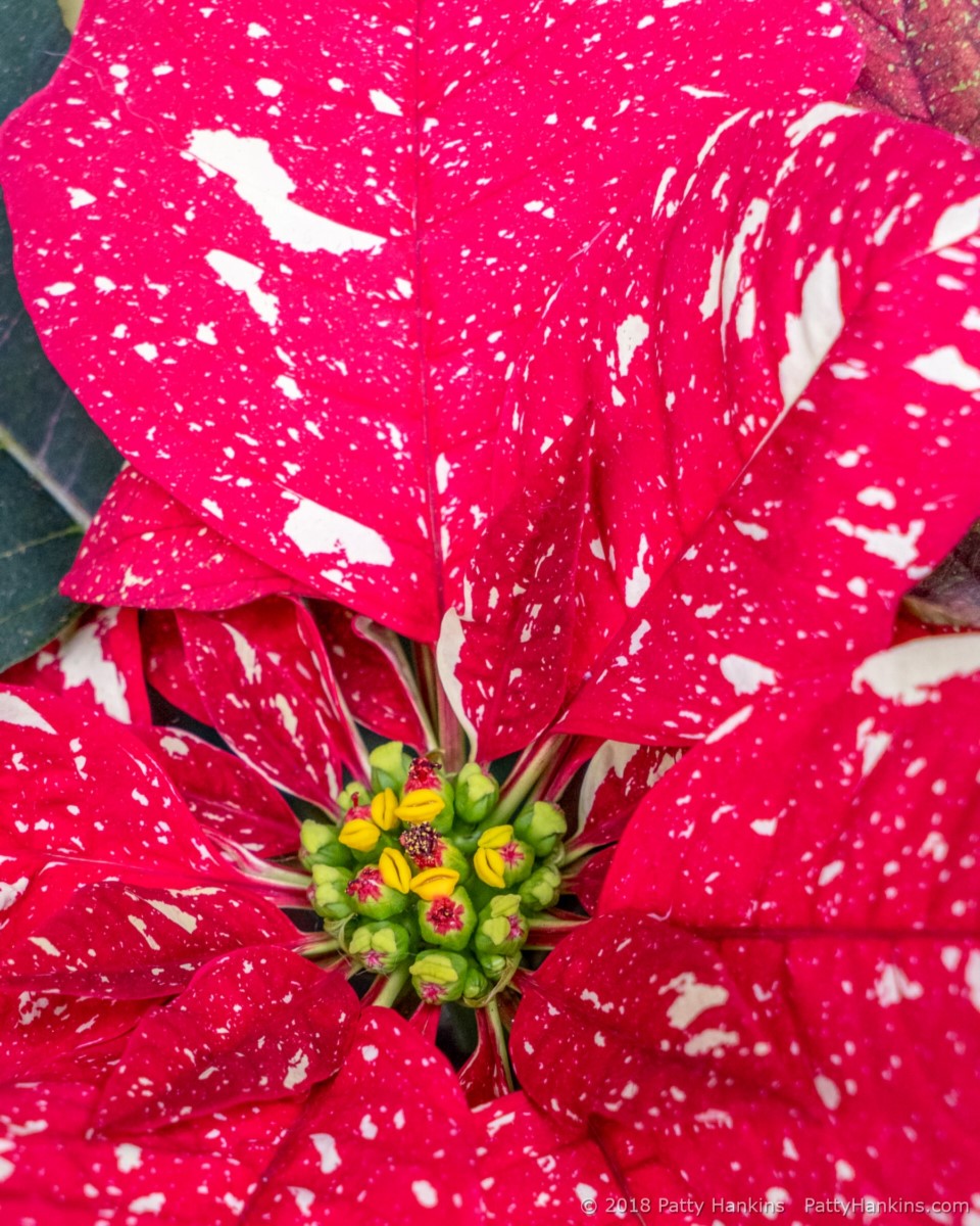 Red Glitter Poinsettia © 2018 Patty Hankins
