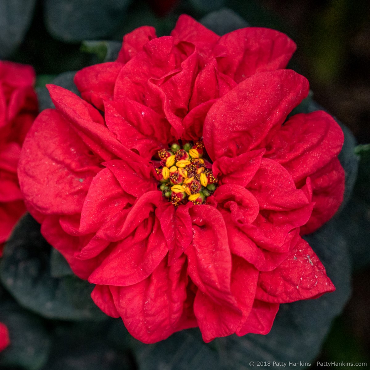 Winter Rose Early Red Poinsettia © 2018 Patty Hankins