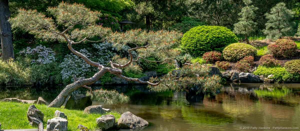 Shofuso Japanese Gardens, Philadelphia, PA © 2019 Patty Hankins