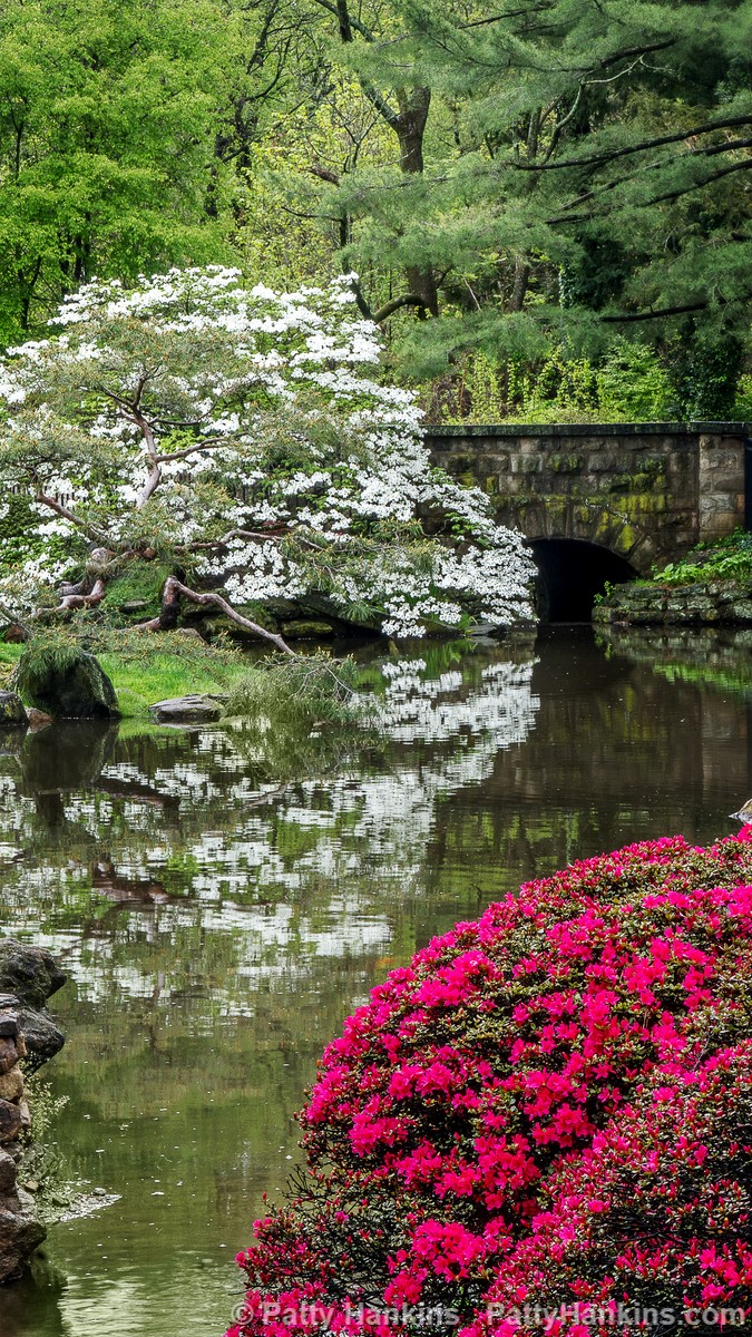 Dogwood & Azaleas at Shofuso Japanese Gardens © 2018 Patty Hankins
