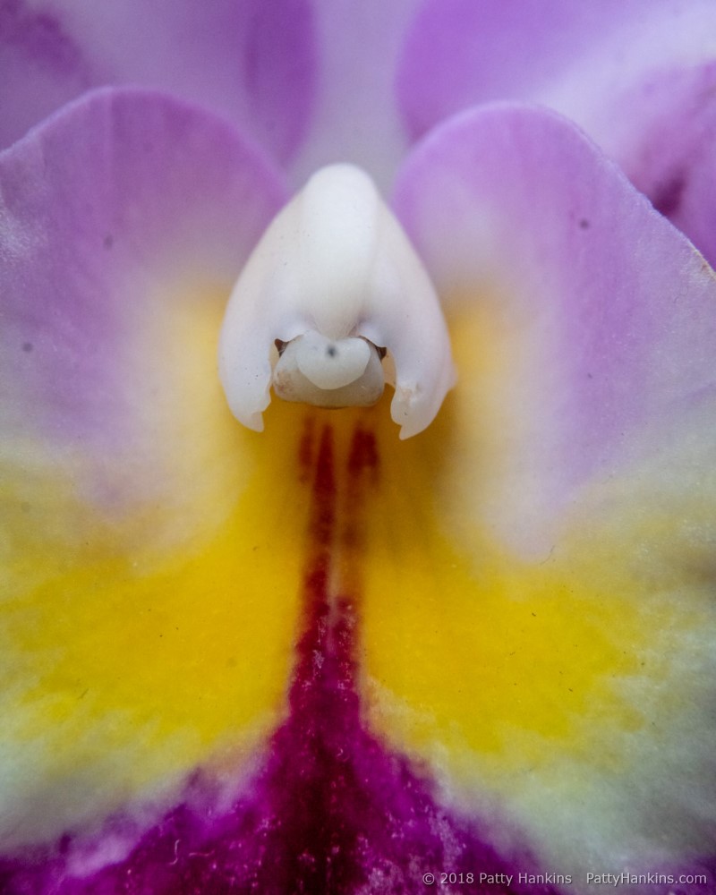 Center of a Cattleya Orchid © 2018 Patty Hankins