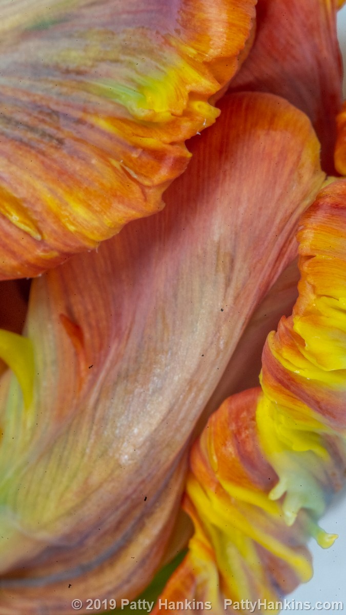 Rainbow Parrot Tulips © 2019 Patty Hankins