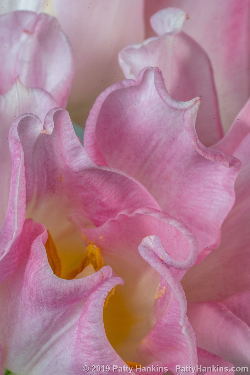 Pink & White Tulips © 2019 Patty Hankins