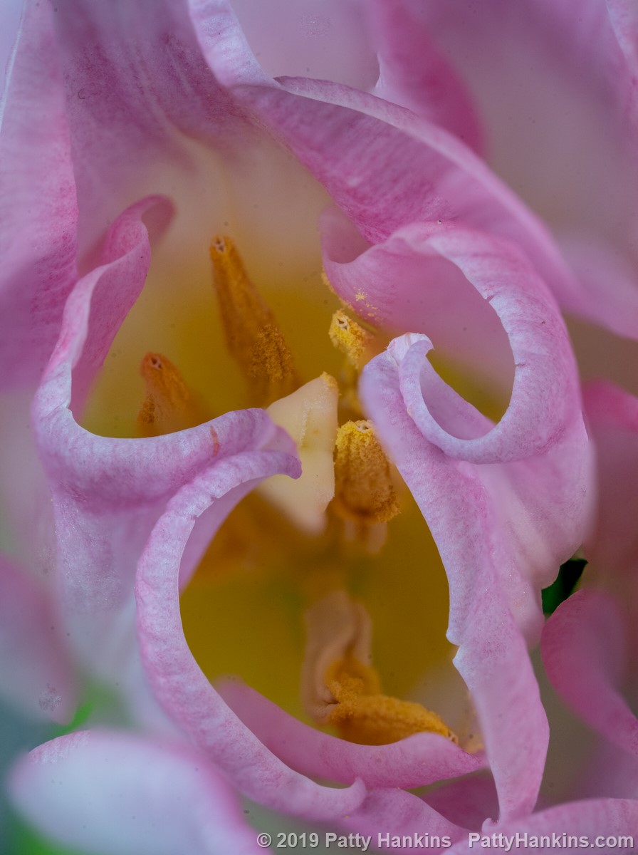 Pink & White Tulips © 2019 Patty Hankins