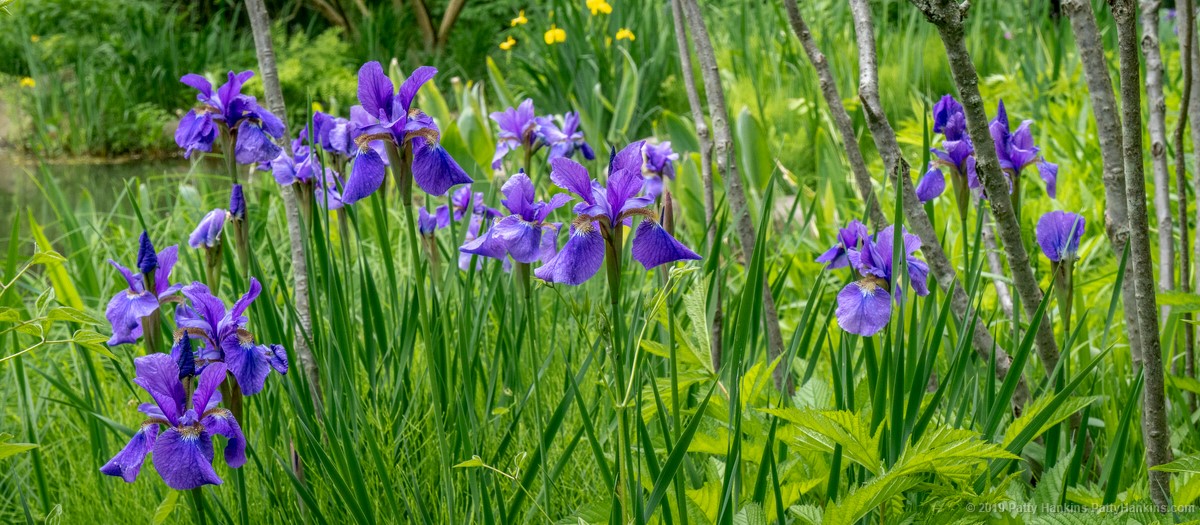 Irises by the Pond © 2019 Patty Hankins
