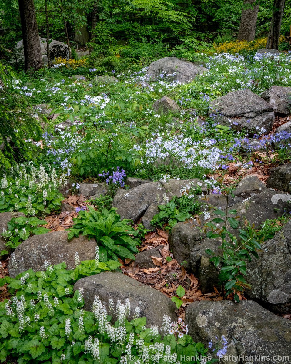 Wildflowers in the Woods  © 2019 Patty Hankins