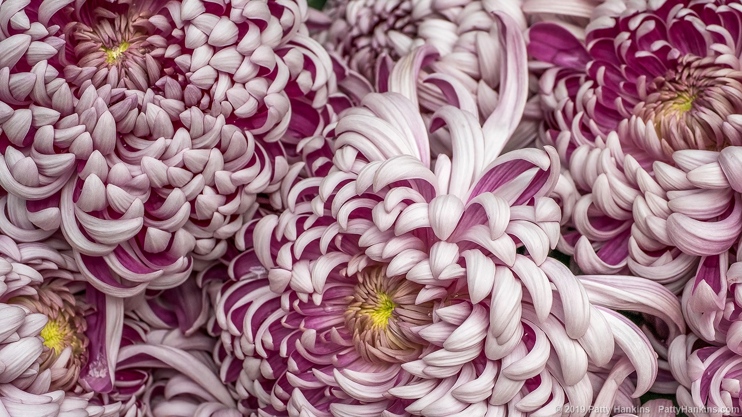 Kournan Kouryou Chrysanthemum © 2019 Patty Hankins