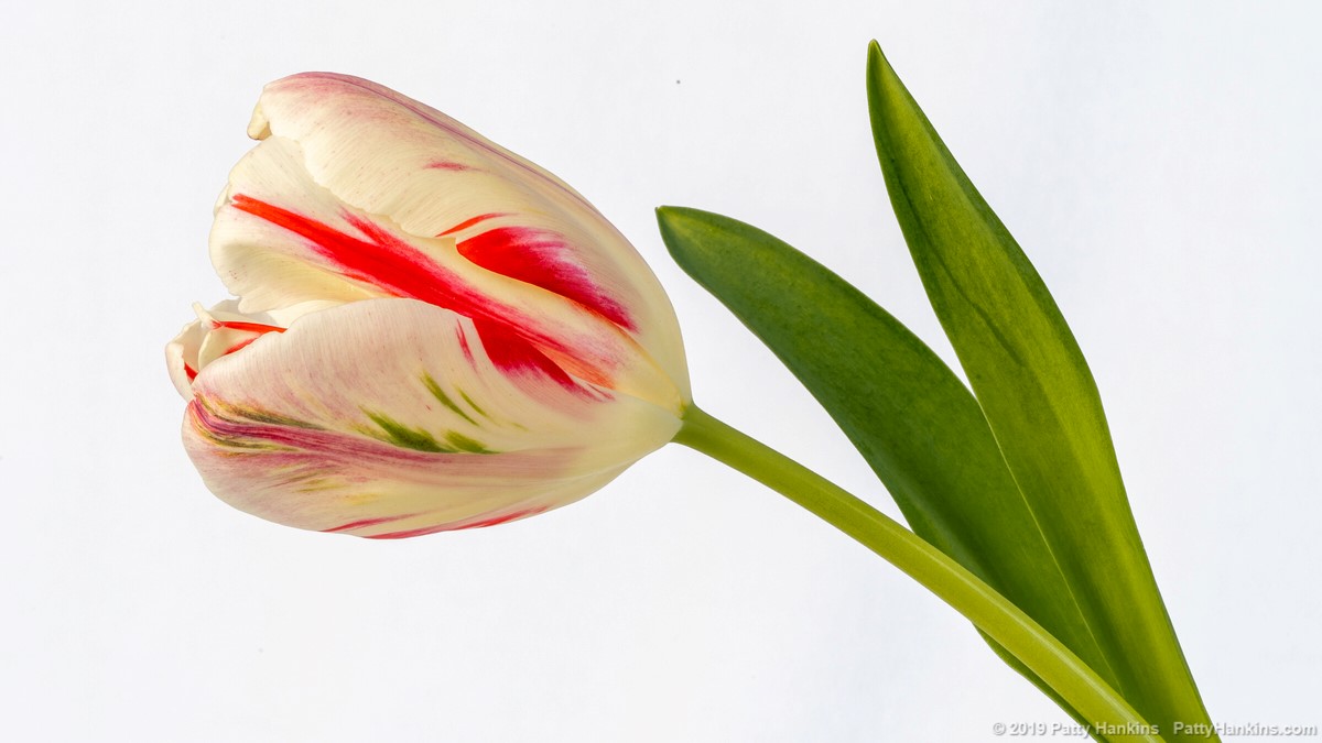 Apricot Tulip © 2019 Patty Hankins