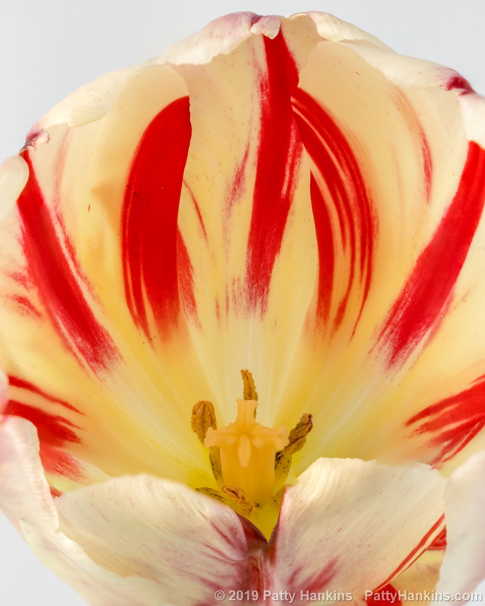 Apricot Tulip © 2019 Patty Hankins