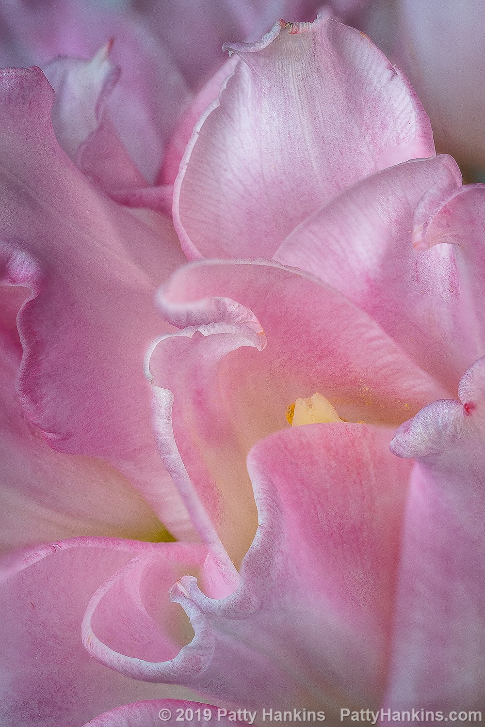 Pink & White Tulip Petals © 2019 Patty Hankins