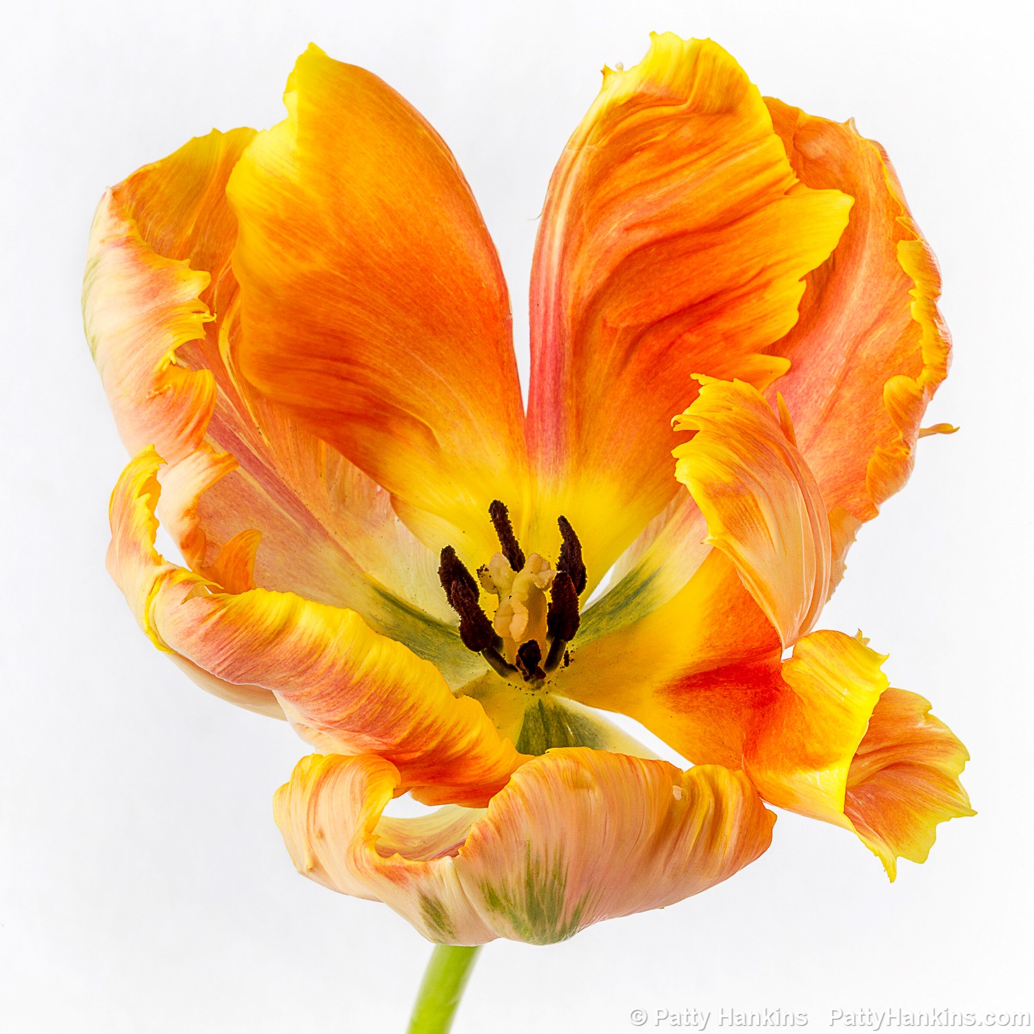 Orange Parrot Tulip © 2018 Patty Hankins