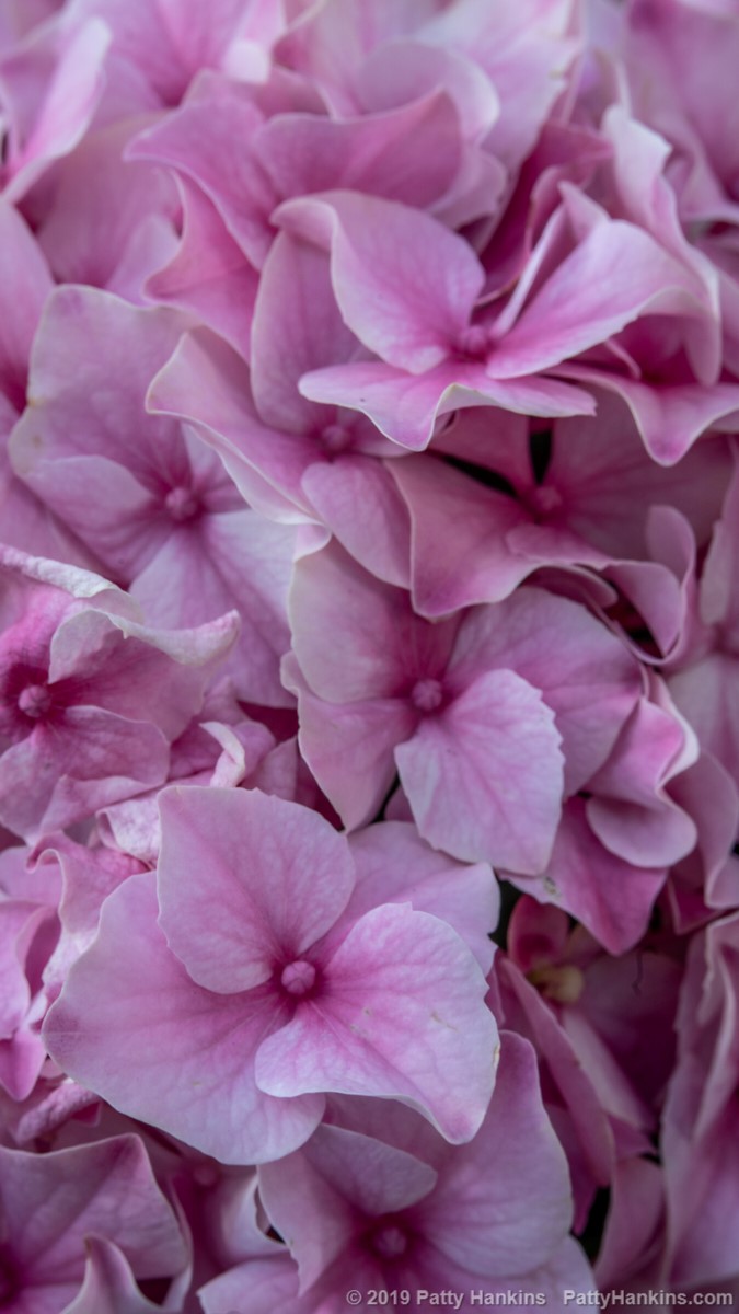 Pink & White Hydrangeas © 2019 Patty Hankins