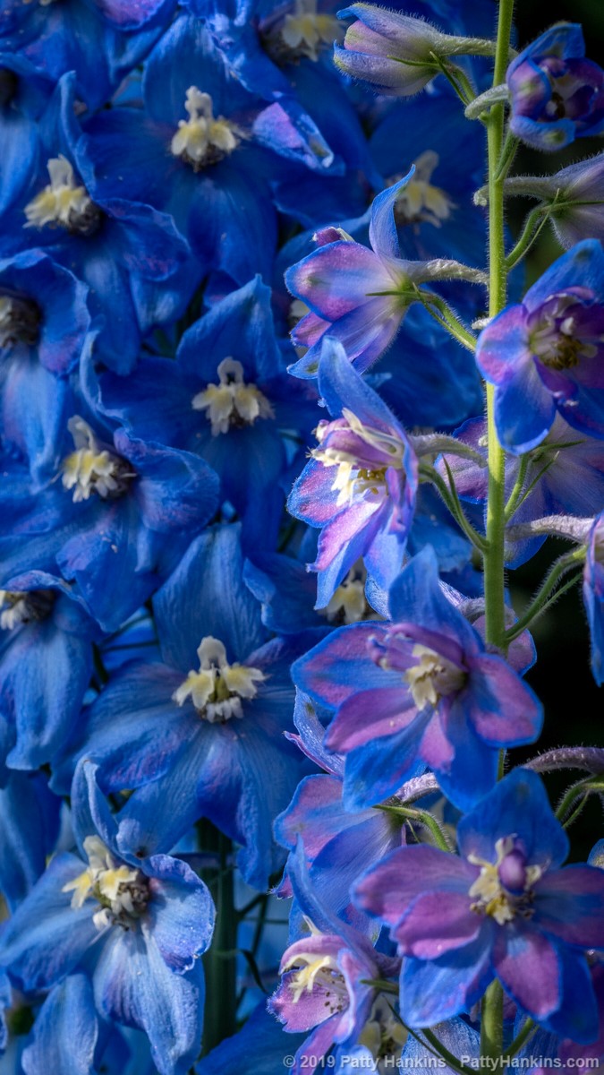 Blue Jay Delphinium © 2019 Patty Hankins