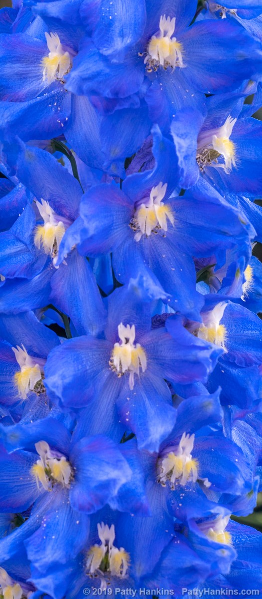 Blue Jay Delphinium © 2019 Patty Hankins