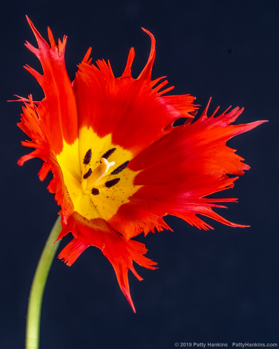Orange Spider Tulip © 2019 Patty Hankins