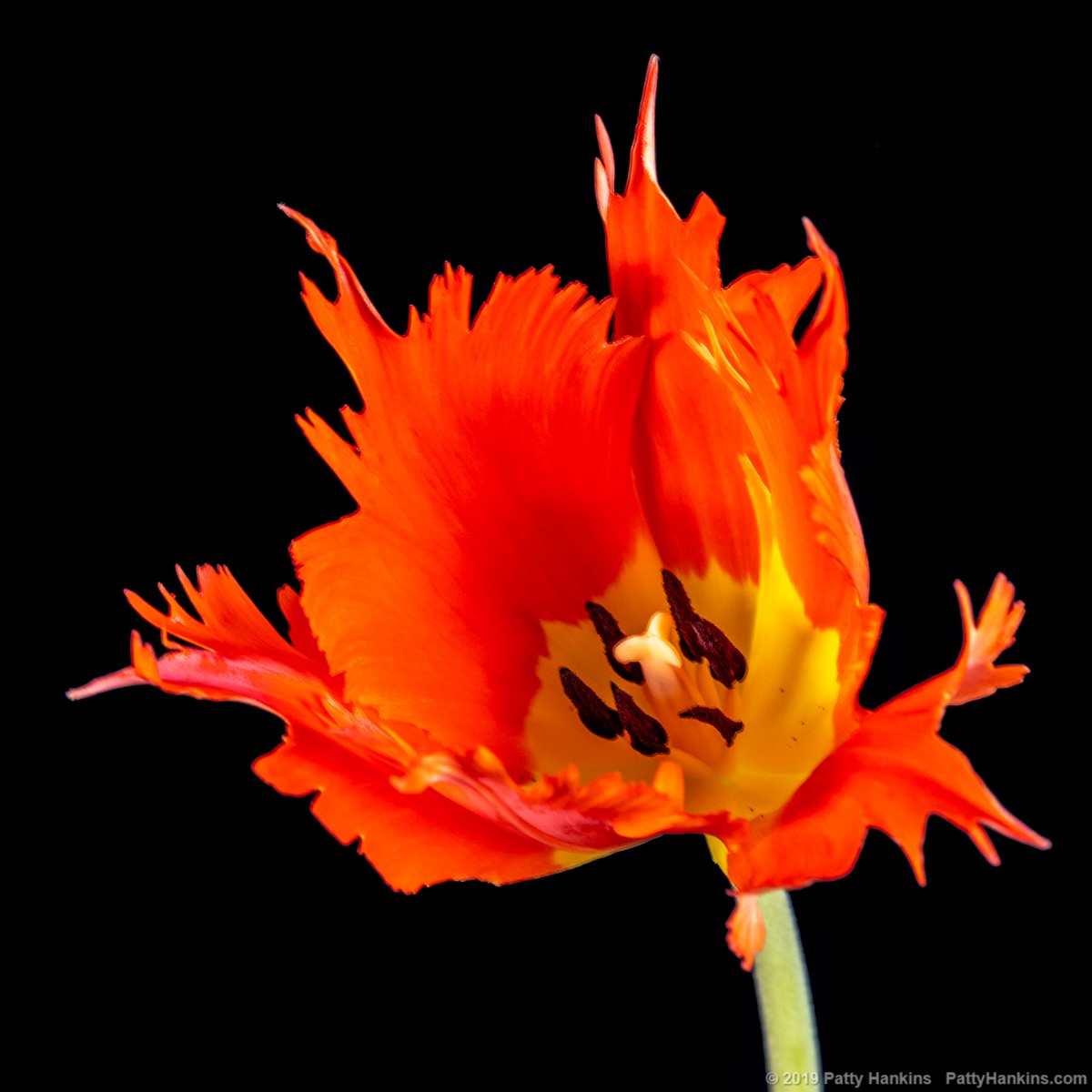 Orange Spider Tulip © 2019 Patty Hankins