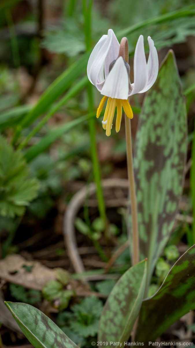 White Trout Lily - Erythronium albidum © 2019 Patty Hankins