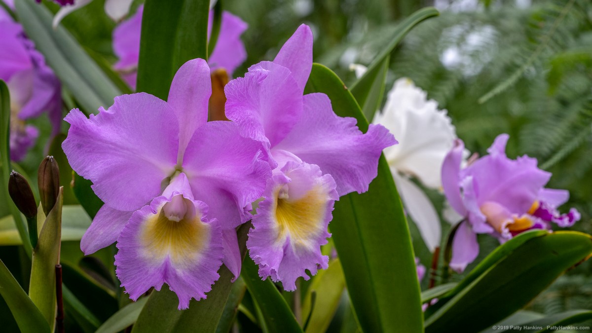 Orchids at Longwood Gardens © 2019 Patty Hankins