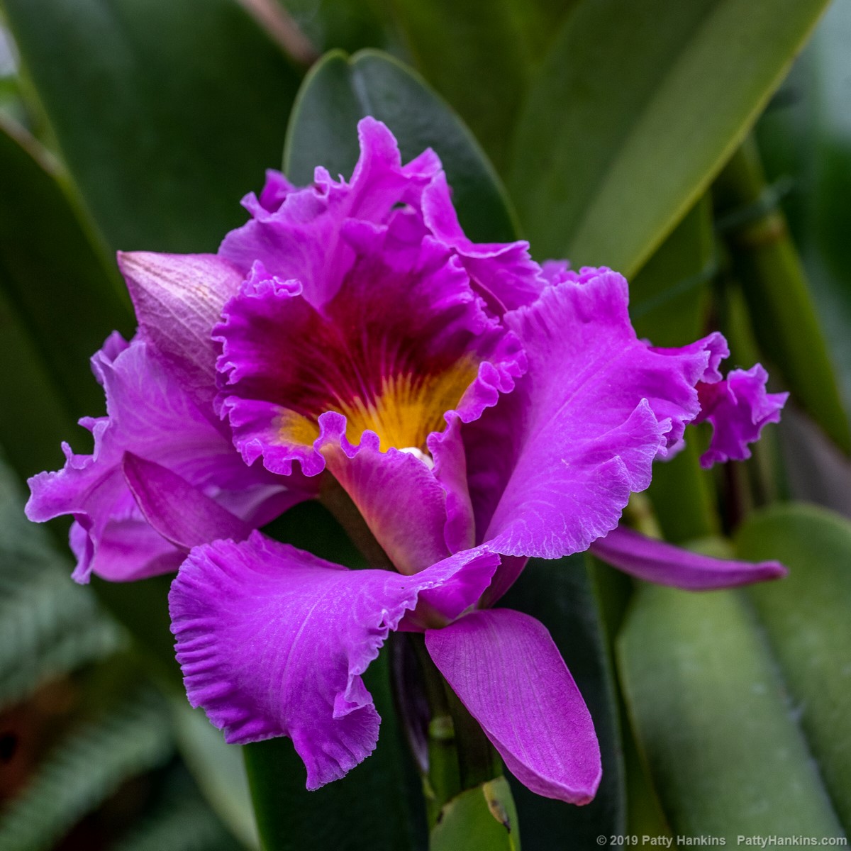 Orchid at Longwood Gardens © 2019 Patty Hankins