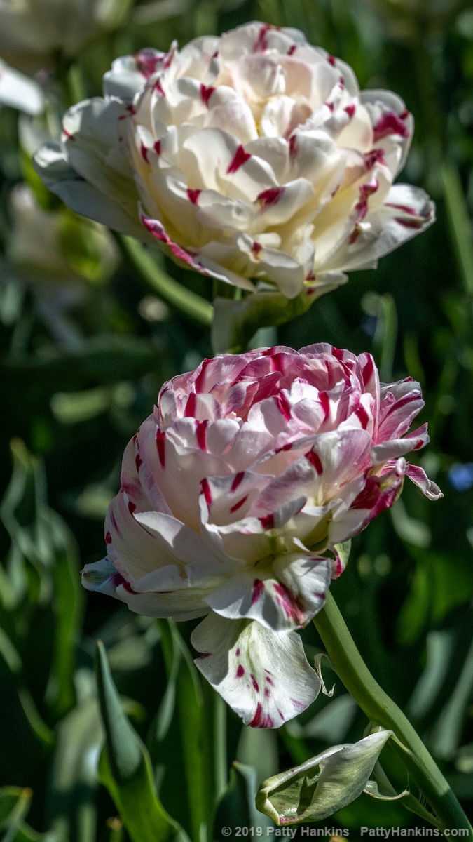 Danceline Tulips © 2019 Patty Hankins