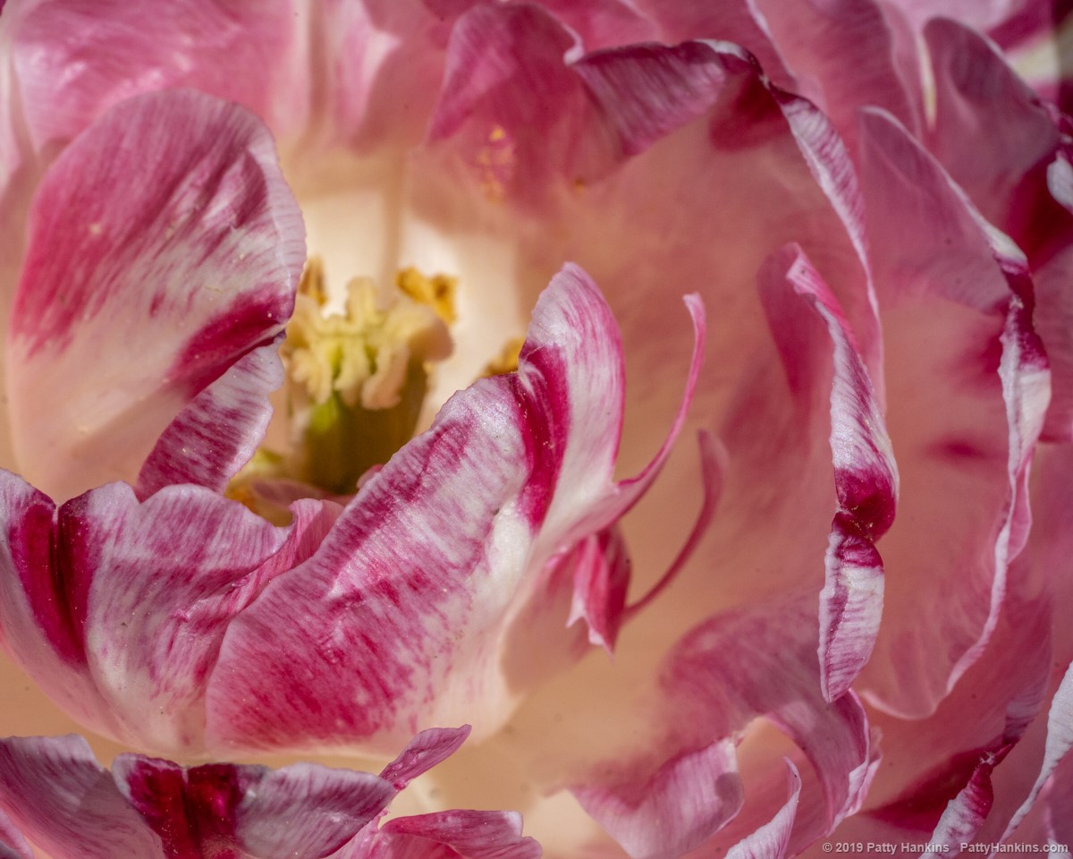 Danceline Tulips © 2019 Patty Hankins