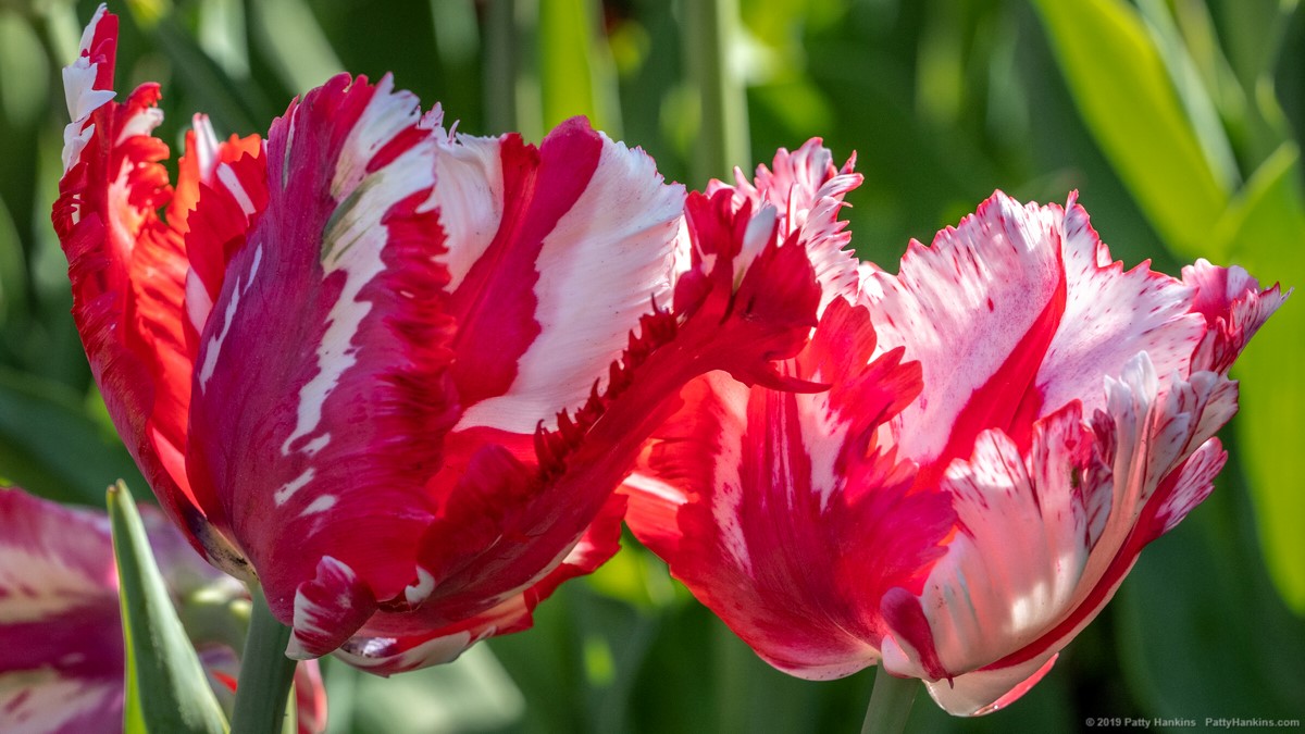 Estella Rijnveld Parrot Tulips © 2019 Patty Hankins