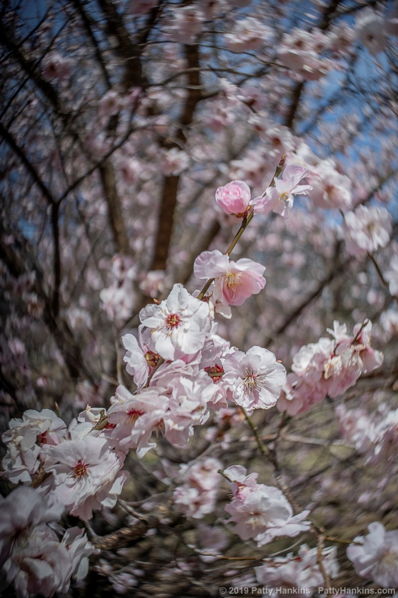 Cherry Blossoms © 2019 Patty Hankins