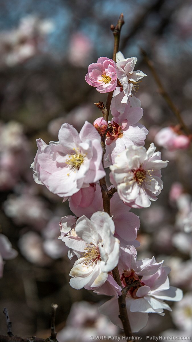 Cherry Blossoms © 2019 Patty Hankins