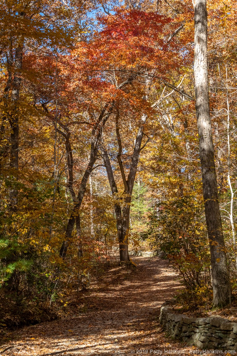 Fall Color at the North Carolina Arboretum © 2019 Patty Hankins