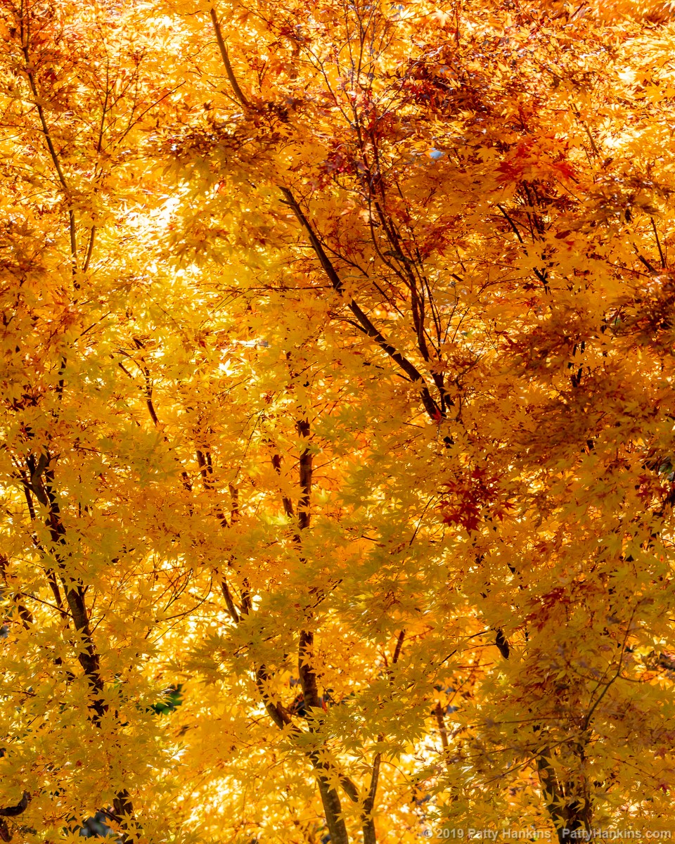 Fall Color at the North Carolina Arboretum © 2019 Patty Hankins