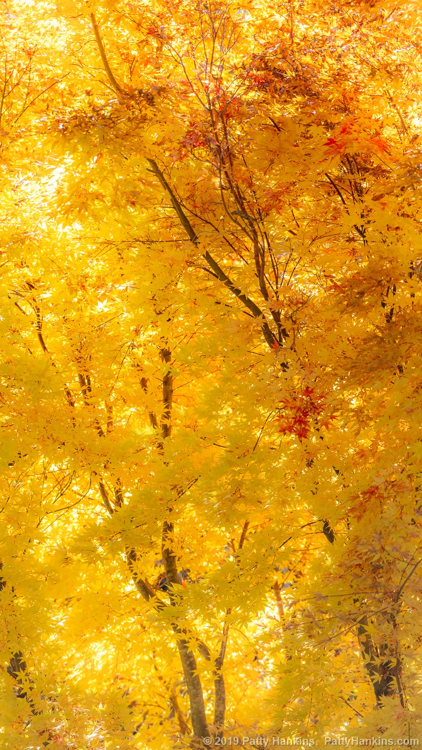 Fall Color, North Carolina Arboretum © 2019 Patty Hankins